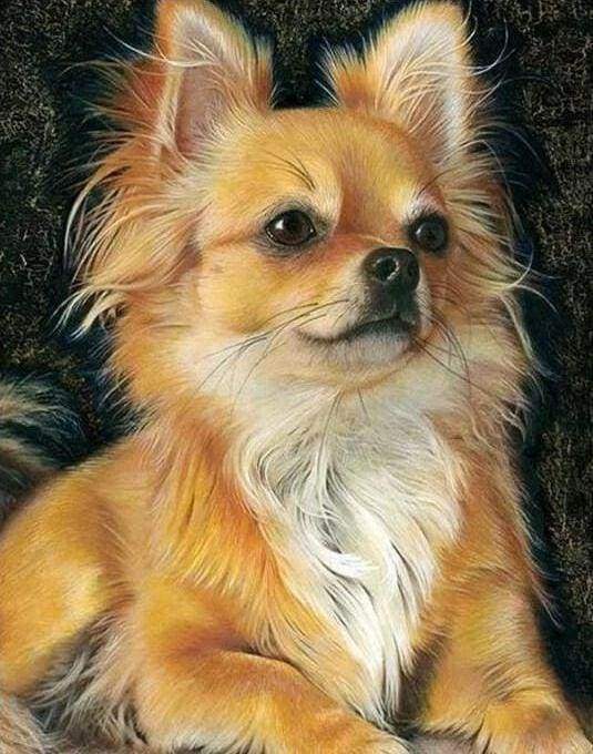 Little Dog Diamond Painting Free Shipping - Diamonddazz